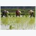 Vietnam's Jan-Feb rice export volume dips, value slides faster