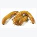 Fly larvae protein in animal feed