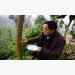 Nông dân Trung Quốc bón cơm cho cây để tăng năng suất
