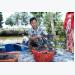 Tôm càng xanh “cứu” lúa ở Vĩnh Thuận