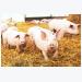 9 tips for dispelling myths about pig farms and pork