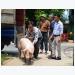 Tuyên Quang: Hiệu quả kép từ chăn nuôi lợn theo quy trình VietGAHP