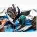 Get Japan to remove tuna import duty: exporters