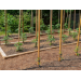 How to Grow Your Own Tomatoes, Part 3: Staking, Training and Pruning