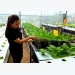 Độc đáo trồng rau sạch bằng phương pháp khí canh, thu 2,5 - 3 tỷ đồng/ha
