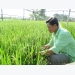 Hiệu quả sử dụng giống lúa của An Phong