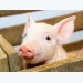 ‘Key challenge for the UK pork sector is litter size’