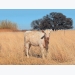 A better Charolais herd with in vitro fertilisation