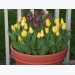 Kỹ thuật trồng hoa Tulip trong chậu cho không gian nhà ngập tràn sắc màu