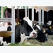 Volatile fatty acids improve growth performance of dairy calves: study