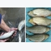 Kỹ thuật nuôi, nhân giống cá rói lợi nhuận khủng giúp người nông dân 'đổi đời'
