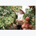 Fruit & vegetable trade up in January