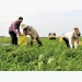 Bumper Tết for watermelon farmers