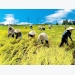 Vietnam, Belgium examine ways to boost agriculture