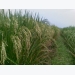 Hướng dẫn biện pháp xử lý hạt giống lúa nẩy mầm trước khi gieo sạ