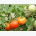 How to Grow Your Own Tomatoes, Part 5: Harvesting