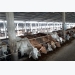Australian cow imports drop dramatically