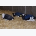 Dairy farmers offer advice for successful calf programs