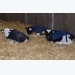 Dairy farmers offer advice for successful calf programs