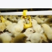 Pelleting does not affect amino acid digestibility in broiler diets: study