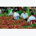 Việt Nam plans to export fruits to Qatar