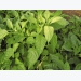 Raising capsicum seedlings