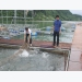 Linking production – new path for caged fish farming in Da river