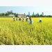 Biện pháp giảm chi phí, nâng cao hiệu quả sản xuất cho người trồng lúa ở tỉnh Sóc Trăng