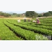 Bright prospects in organic tea growing model