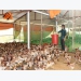 Hoa Binh: Yen Bong commune promotes breeding of Lac Thuy chicken brand