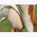 Study to take 'new approach' to mastitis