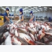 Vietnam could face pangasius oversupply