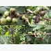Phòng trừ sâu bệnh hại trong tái canh cây cà phê vối - Phần 2