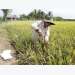 No degree, no problem for this rice innovator