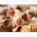 4 keys to consider with organic acids in pig production