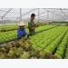 Vietnam works to boost organic farming