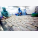 Vietnam seafood giant remains stubbornly in the red