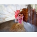 Tìm hiểu về chu trình canxi hàng ngày ở gà đẻ