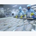 Tra fish exports surge to set new record