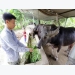 Vietnam seeks to develop modern livestock industry