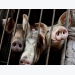 Vietnam to import 100,000 tonnes of pork