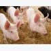 Study: A blend of plant oils proves effective for growth and feed efficiency in piglets