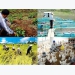 Vietnam’s agriculture continues to grow in 2019