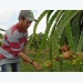 Dragon fruit prices skyrocket in Binh Thuan