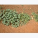 Getting ready to plant cucurbits