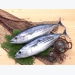 Giá cá ngừ, giá tôm hùm tại Phú Yên 13-02-2020