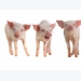 Nursery enrichment objects may enhance weanling pig welfare