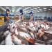 Pangasius market in 2019 from bird’s eyes view