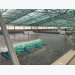 Viet Uc to build its first shrimp processing plant next year