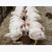 Inulin supplement provides antibiotic alternative, supports broiler meat quality